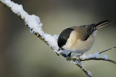 BUITEN BEELD Foto: 49263