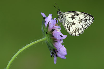 BUITEN BEELD Foto: 49337