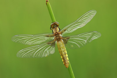 BUITEN BEELD Foto: 49339