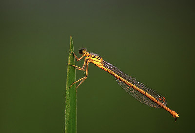 BUITEN BEELD Foto: 49343