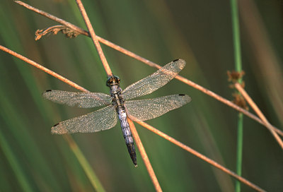 BUITEN BEELD Foto: 49349