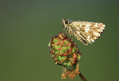 BUITEN BEELD Foto: 49354