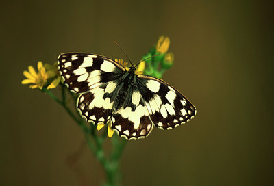 BUITEN BEELD Foto: 49359