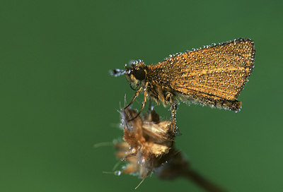 BUITEN BEELD Foto: 49360