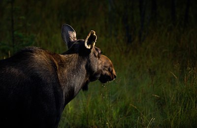 BUITEN BEELD Foto: 49447