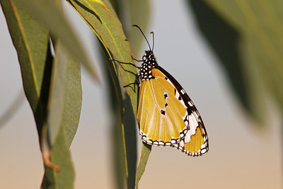 BUITEN BEELD Foto: 49463