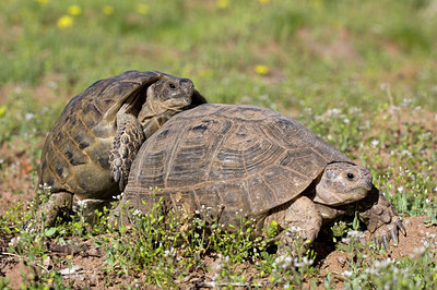BUITEN BEELD Foto: 49475
