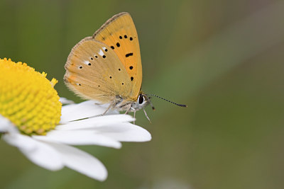 BUITEN BEELD Foto: 49485