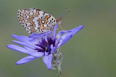 BUITEN BEELD Foto: 49490