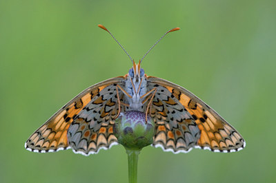 BUITEN BEELD Foto: 49491