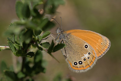 BUITEN BEELD Foto: 49493