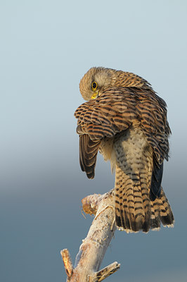 BUITEN BEELD Foto: 49496