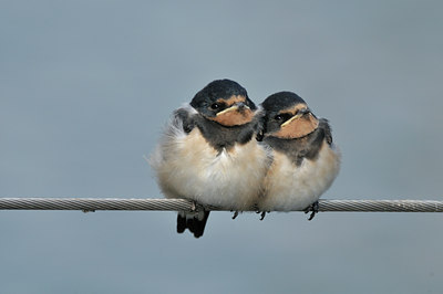 BUITEN BEELD Foto: 49501