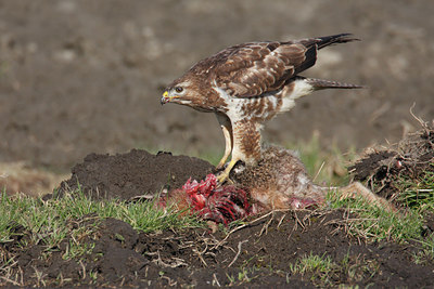 BUITEN BEELD Foto: 49532