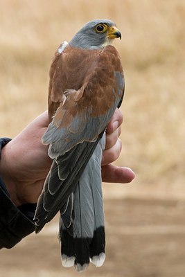 BUITEN BEELD Foto: 49557