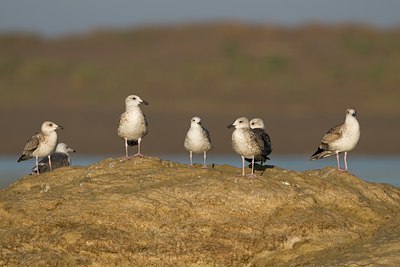 BUITEN BEELD Foto: 49559