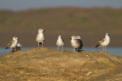 BUITEN BEELD Foto: 49559