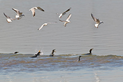 BUITEN BEELD Foto: 49574