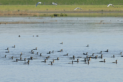 BUITEN BEELD Foto: 49577