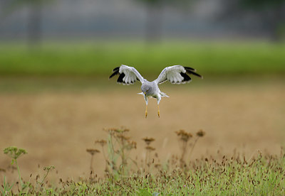 BUITEN BEELD Foto: 49586