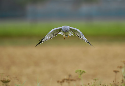 BUITEN BEELD Foto: 49587