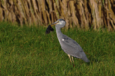 BUITEN BEELD Foto: 49592