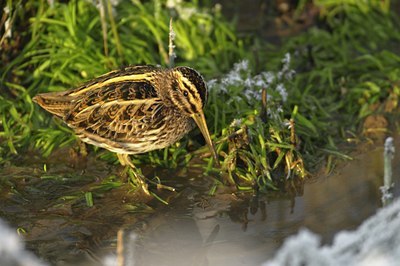 BUITEN BEELD Foto: 49605