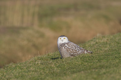 BUITEN BEELD Foto: 49607