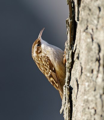 BUITEN BEELD Foto: 49613