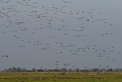 BUITEN BEELD Foto: 49615