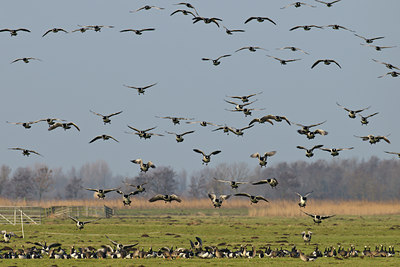 BUITEN BEELD Foto: 49616