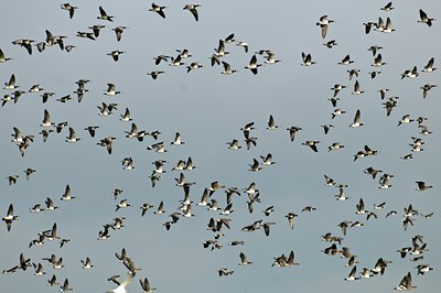 BUITEN BEELD Foto: 49617