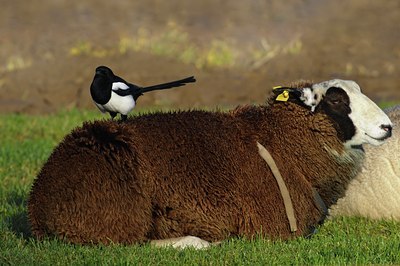 BUITEN BEELD Foto: 49631