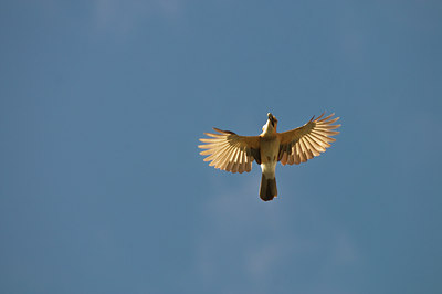 BUITEN BEELD Foto: 49636