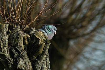 BUITEN BEELD Foto: 49672