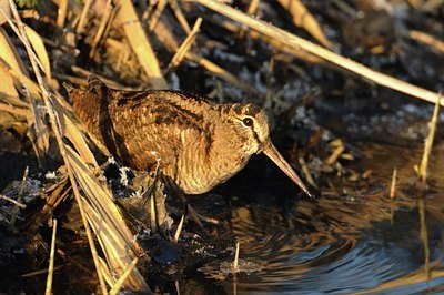 BUITEN BEELD Foto: 49673