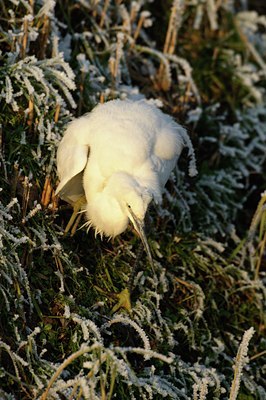 BUITEN BEELD Foto: 49683