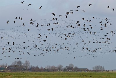 BUITEN BEELD Foto: 49734