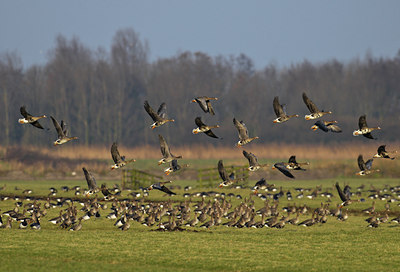 BUITEN BEELD Foto: 49735