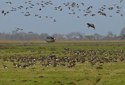 BUITEN BEELD Foto: 49748