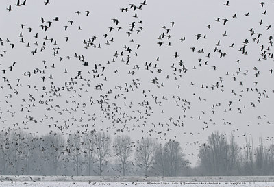 BUITEN BEELD Foto: 49755