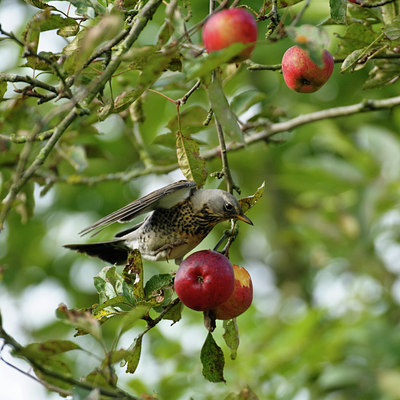 BUITEN BEELD Foto: 49802