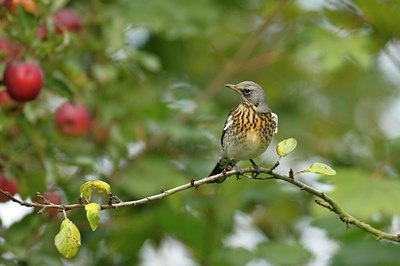BUITEN BEELD Foto: 49815