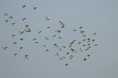 BUITEN BEELD Foto: 49821