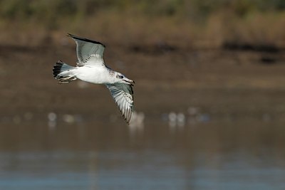 BUITEN BEELD Foto: 49841