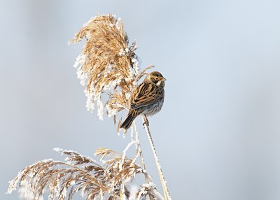 BUITEN BEELD Foto: 49857