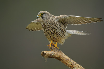 BUITEN BEELD Foto: 49924