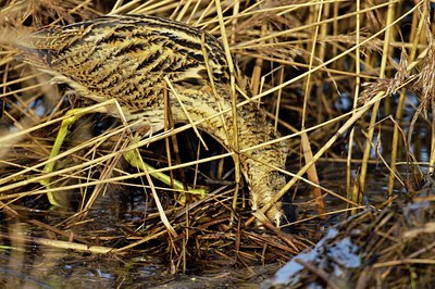 BUITEN BEELD Foto: 49925