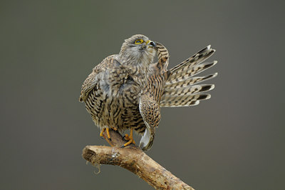 BUITEN BEELD Foto: 49926