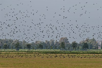 BUITEN BEELD Foto: 49945